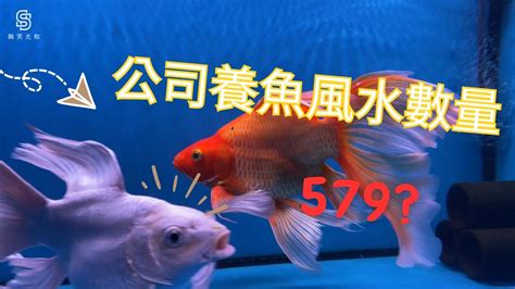 風水缸魚數量|養魚招財：最佳魚隻數量